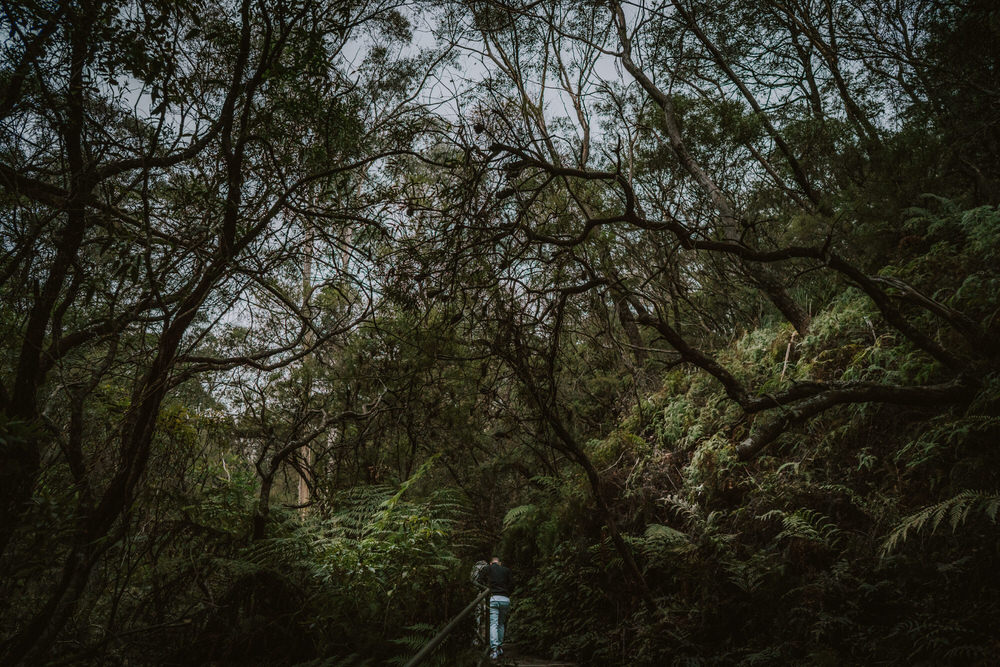 ava-me-photography-ange-andy-engagement-leura-cascades-blue-mountains-77